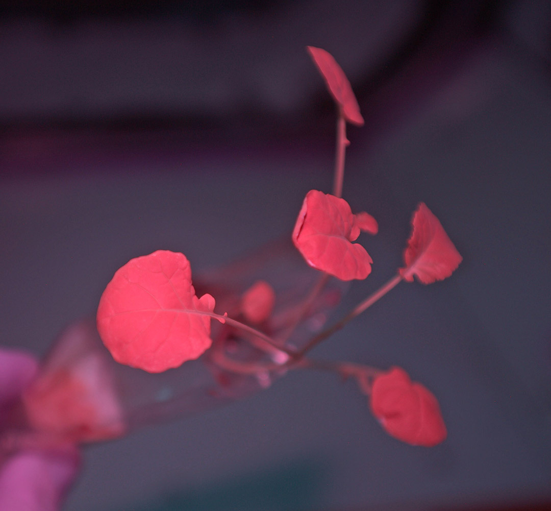 Broccoli in infrared; he looks fabulous, no sign of any problems on his leaves.