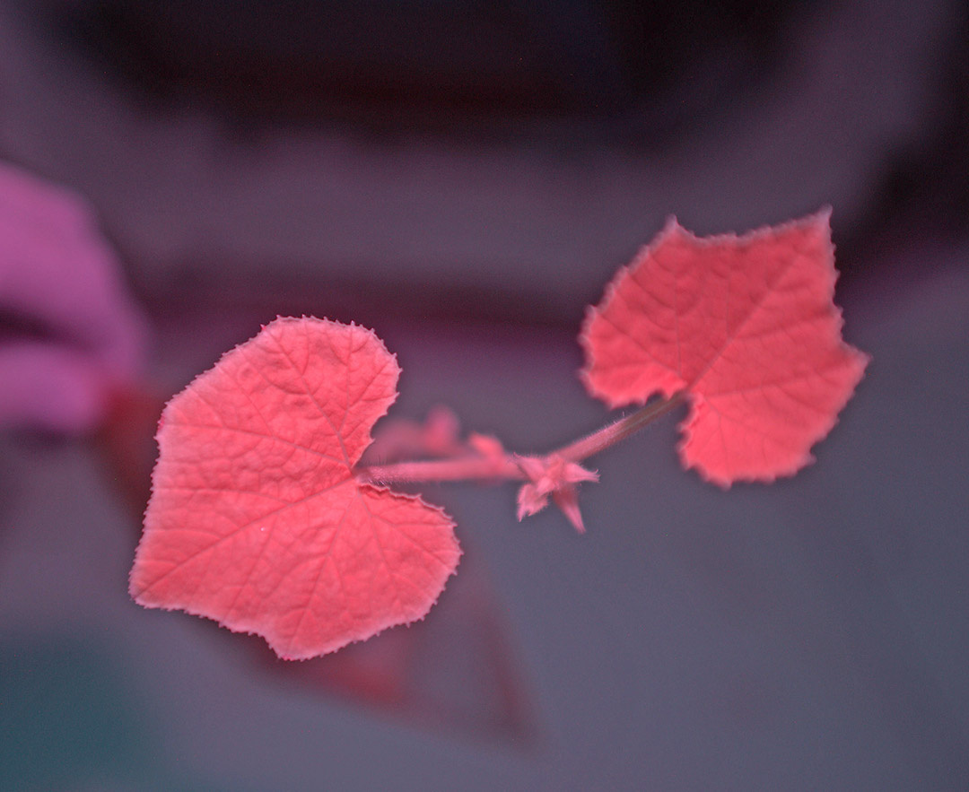 My portrait in infrared; Gardner says that I have a fringe around my leaves that normally can not be seen and he will be watching closely to see if this changes.