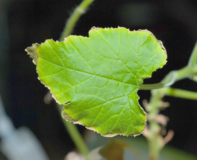 The edges of my leaves are turning crispy brown; what is happening to me?