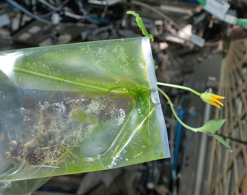 Algae root; we have algae growing in our potting bags; they tickle my roots.