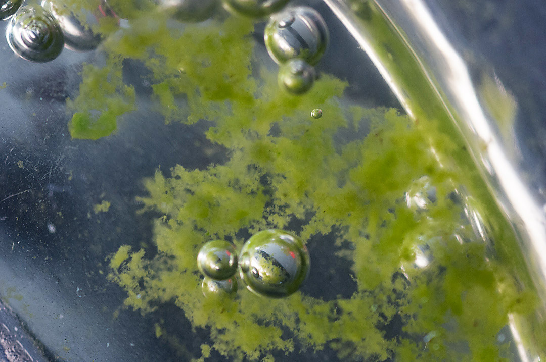 In spite of being single cell algae, after a few days they form clumps resulting in a coherent structure of living plant tissue.