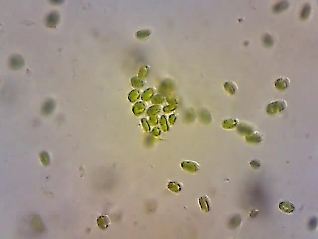 One frame from the movie clip showing my algae.