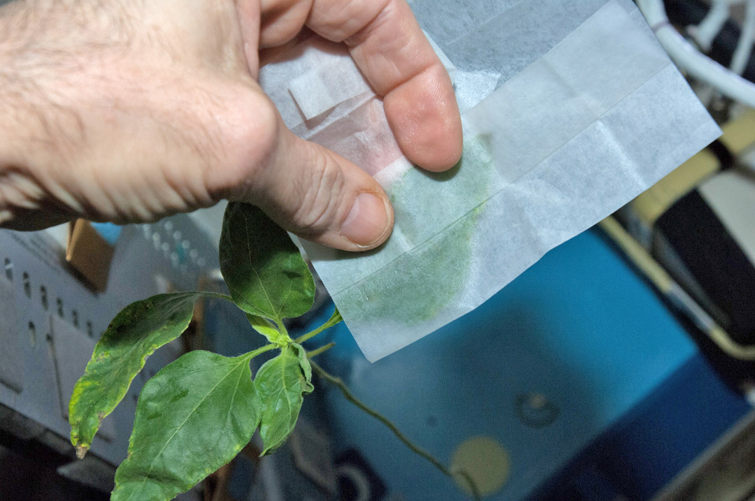 Treating Sunflower