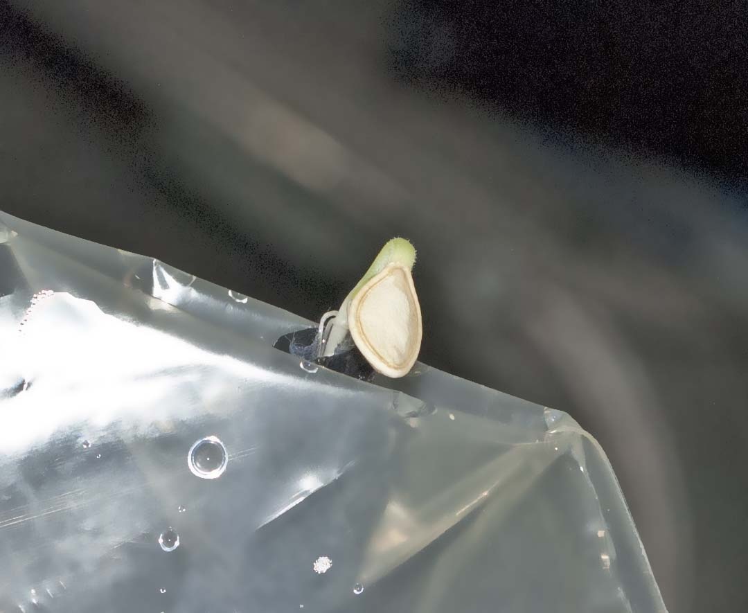 Baby brother sprout newly planted in his aeroponic bag.