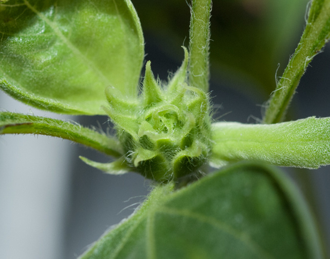 Sunflower’s bud a few days before he bloomed.