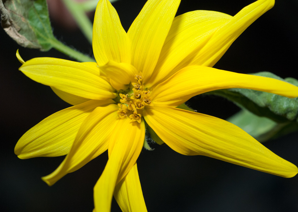 Sunflower blooms; here he is in full orbital yellow.  A splash of color in a mechanized place is a welcome sight.