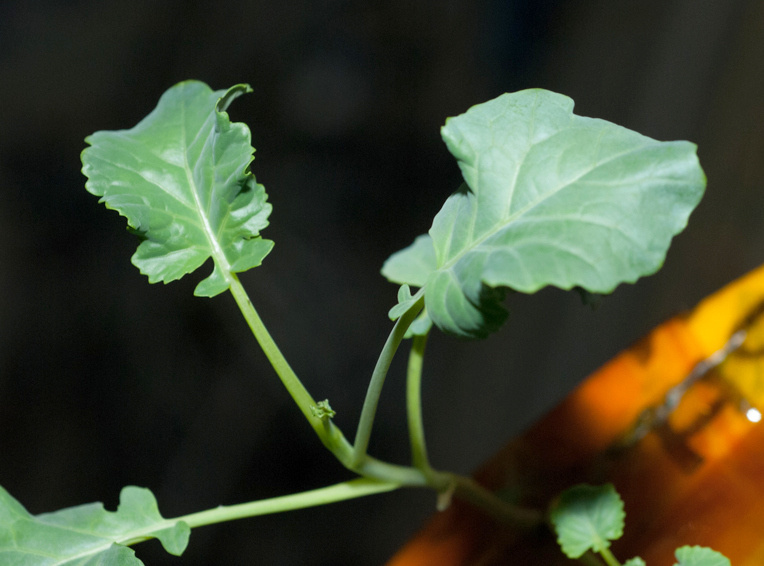 Broccoli for now is doing OK