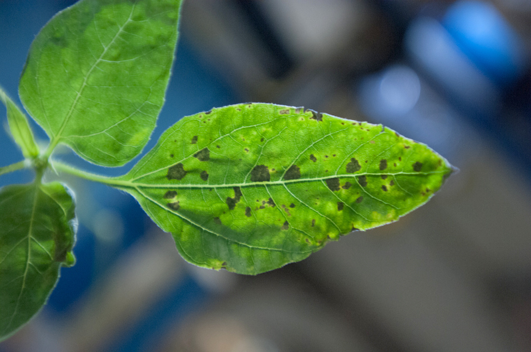 Sunflower has brown spot; it gets worse everyday