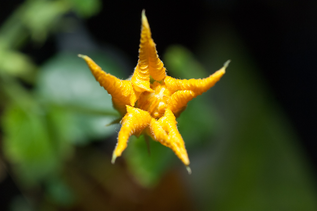 Full bloom in space; a splash of living orange in a machine of machines