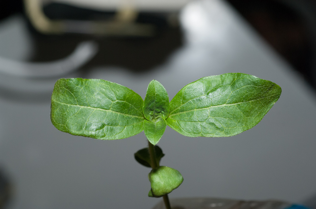 Sunflower is making new leaves