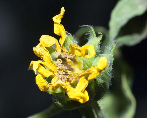 Going to seed; Sunflower’s bloom is ripe with seeds.  He does not have a seed-packed symmetrical head but is still producing.  Sunflower wants his seed brought back to Earth.