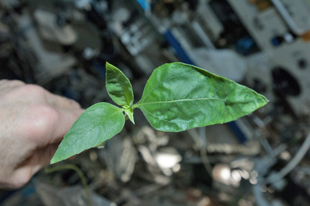 Growing green; Sunflower with his new leaves