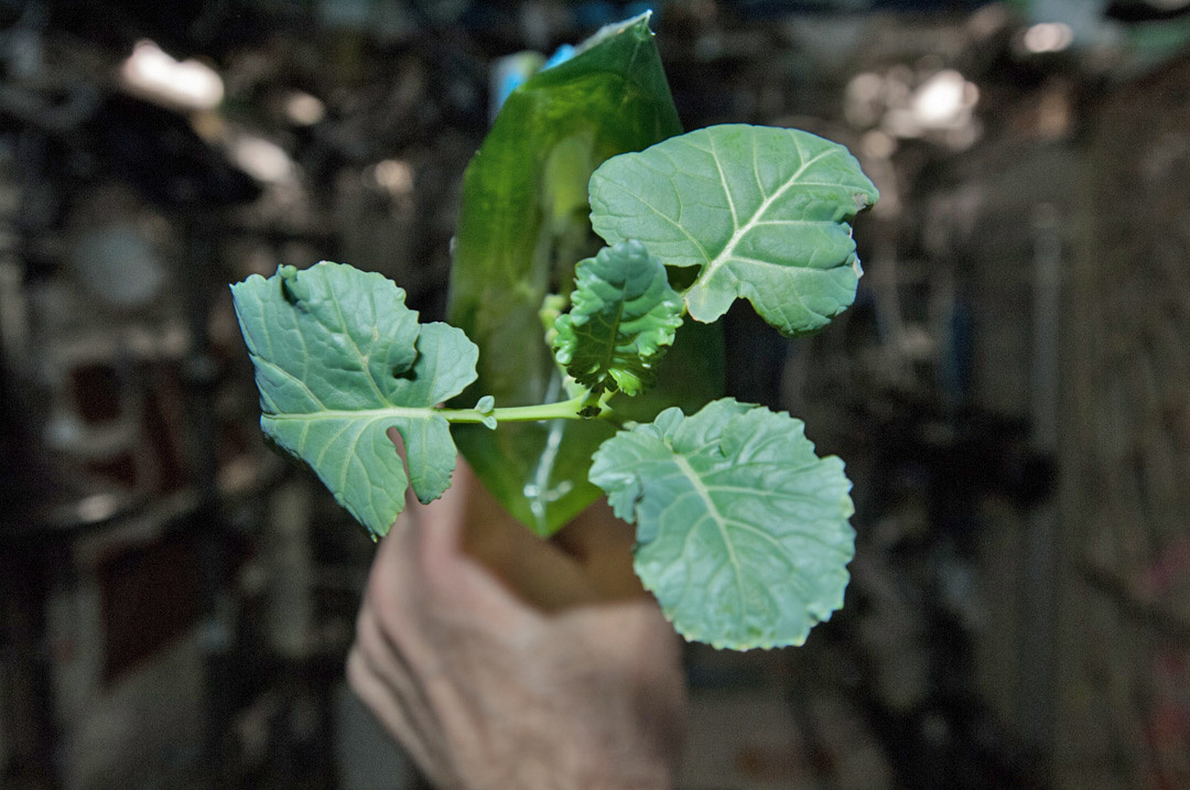 Broccoli is doing the best; he has new strong leaves