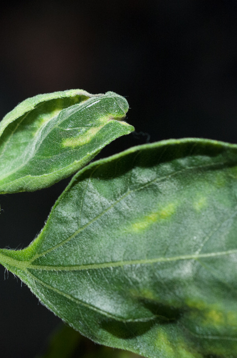 Sunflower’s wilted leaves; in 0g, leaves do not droop when parched, they just curl around the edges looking more like pieces of crinkled green paper.