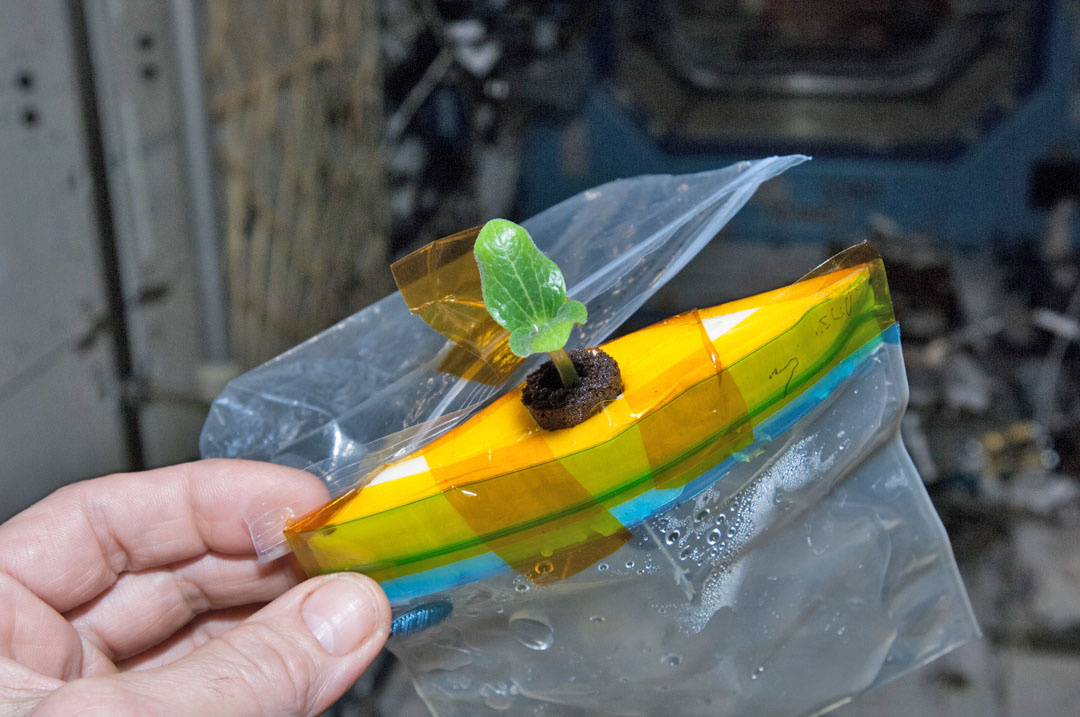 Once my real leaves begin to form, Gardener removes the plastic cover