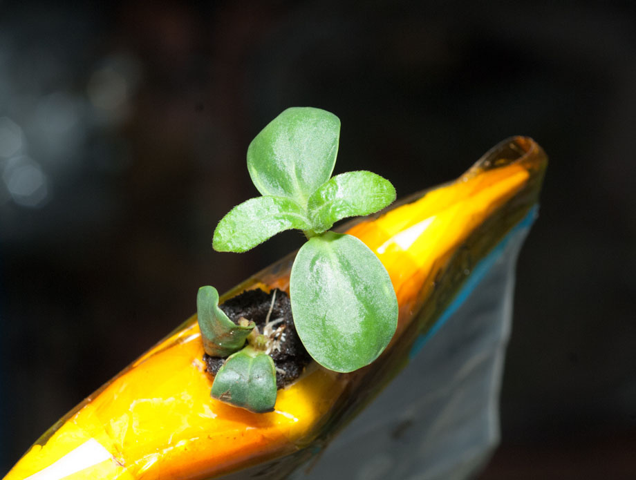 Cotyledons, my first two leaves, provides temporary solar energy until my real foliage forms