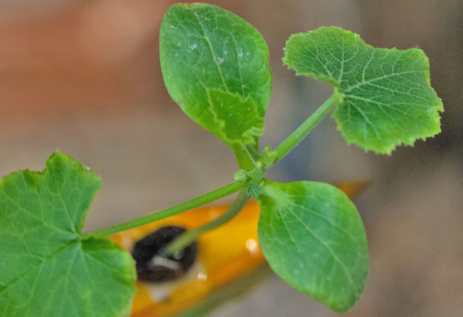 My leaves, a small spot of living green in a microcosm of machines; perhaps this is one of my roles as a crew member on this expedition