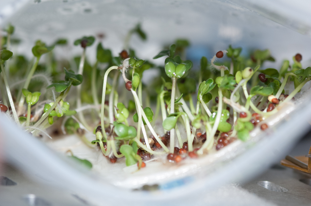 Broccoli sprouts in the sprouter bag; surface tension forces can overpower Broccoli’s cotyledons causing them to remain wet and then dying from mold – life can be tough on the frontier