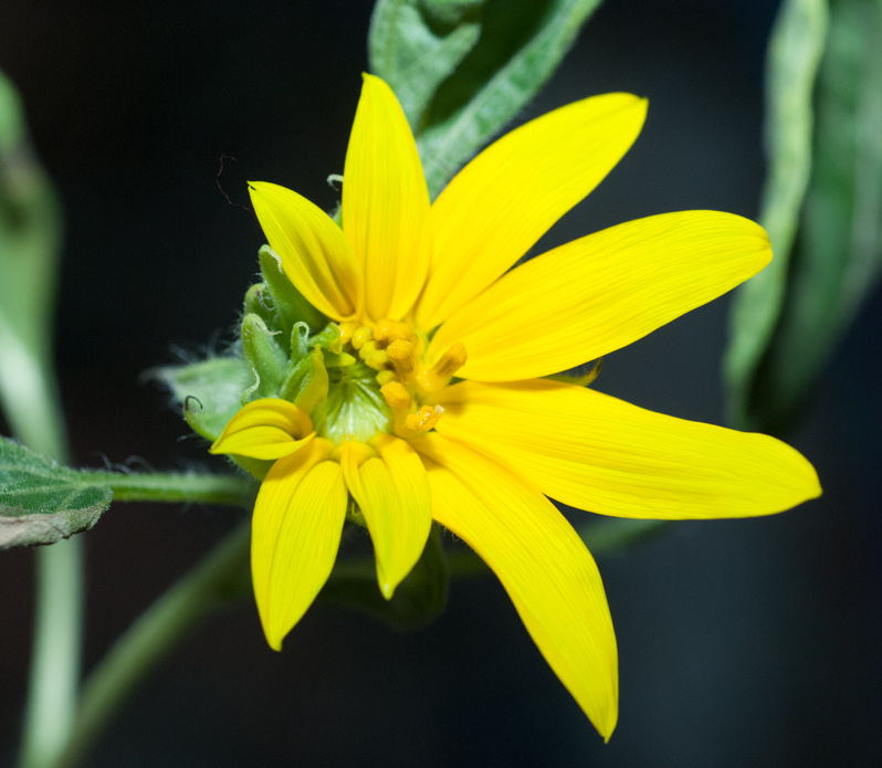 Not normal; Sunflower’s bloom is lopsided and missing stamens.  This does not matter, he stands tall and proud.