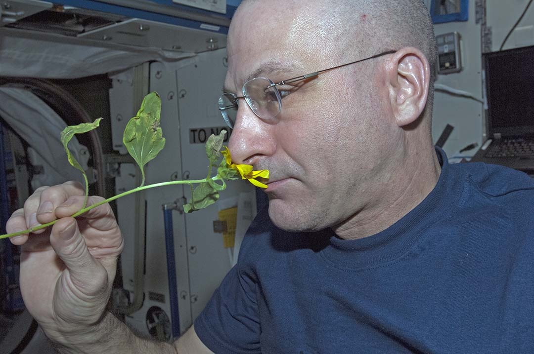 Gardner takes a moment to enjoy the olfactory pleasures of Sunflower’s blossom.  Sunflower is brightly colored but Gardner is looking a bit pale.  He needs to spend more time staring at the sun.