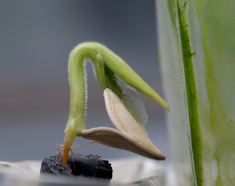 Baby Zuc spreads his hull; a special bump on the stem base catches one side of the hull so when he grows it splits open.