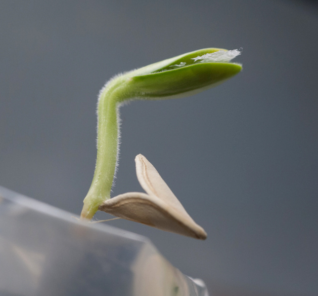 The hull spreader allows baby Zuc’s leaves to emerge undamaged.