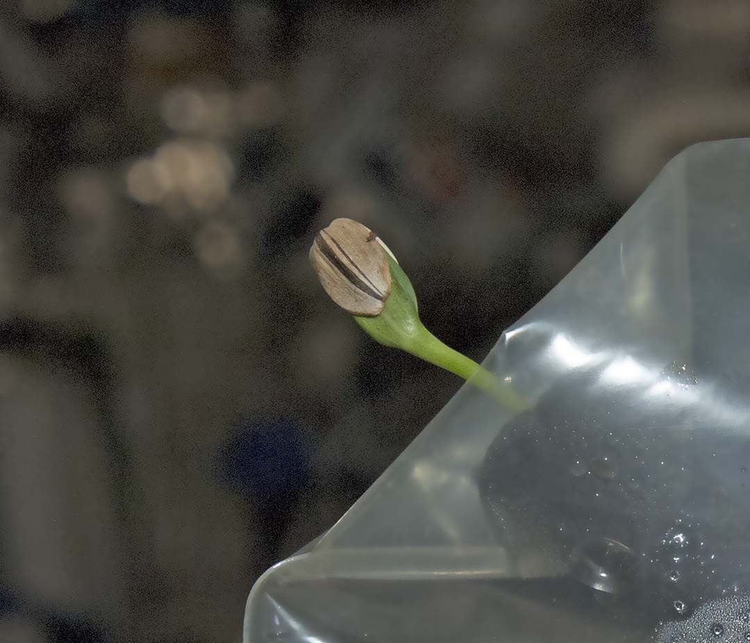 New Sunflower sprout; it takes a few days before he grows out of his hull.